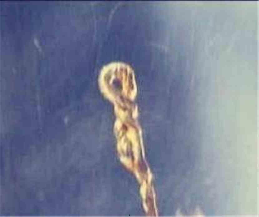 金蛇锥图片,探寻古代工艺与神秘传说的完美融合