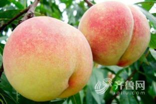 桃子的资料,探寻桃子的营养价值与美味佳肴