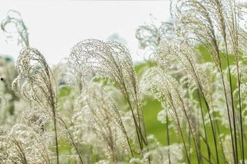 芦苇资料,自然界的坚韧之舞